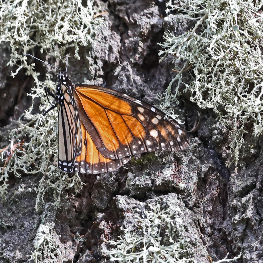 butterfly #1