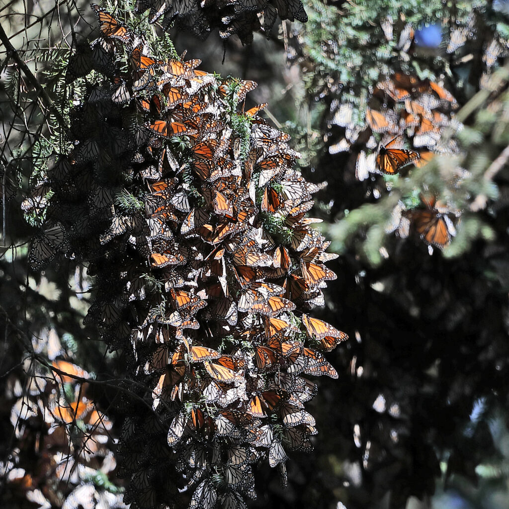 butterfly #2