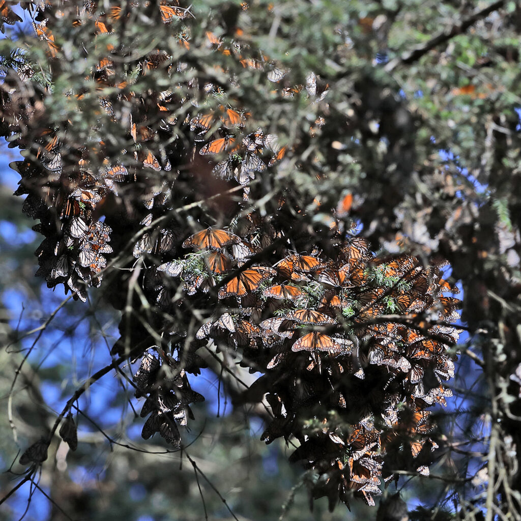 butterfly #3