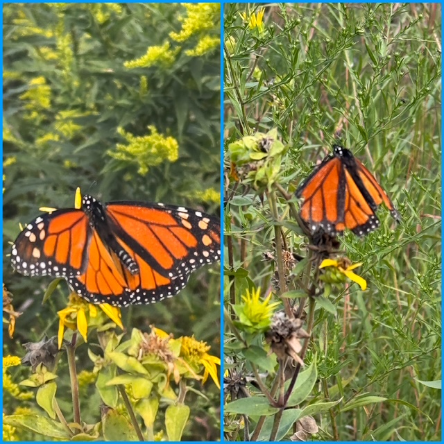 two monarchs