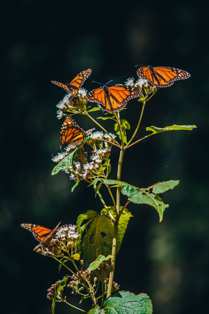 Monarch butterflies perched on vibrant green leaves among flowering plants in Michoacán, Mexico.