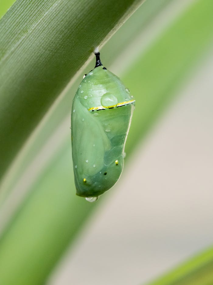 A detailed view of a monarch butterfly chrysalis hanging from a leaf in Warwickshire, England.