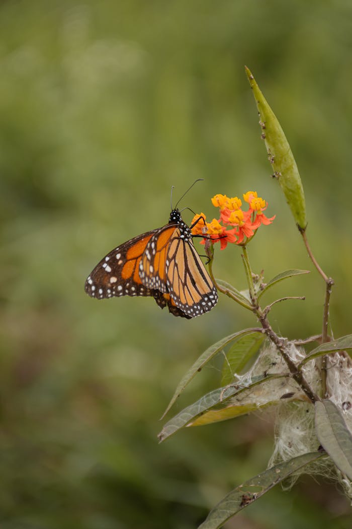 Close-up of a monarch butterfly perched on bright orange flowers in a lush garden setting.