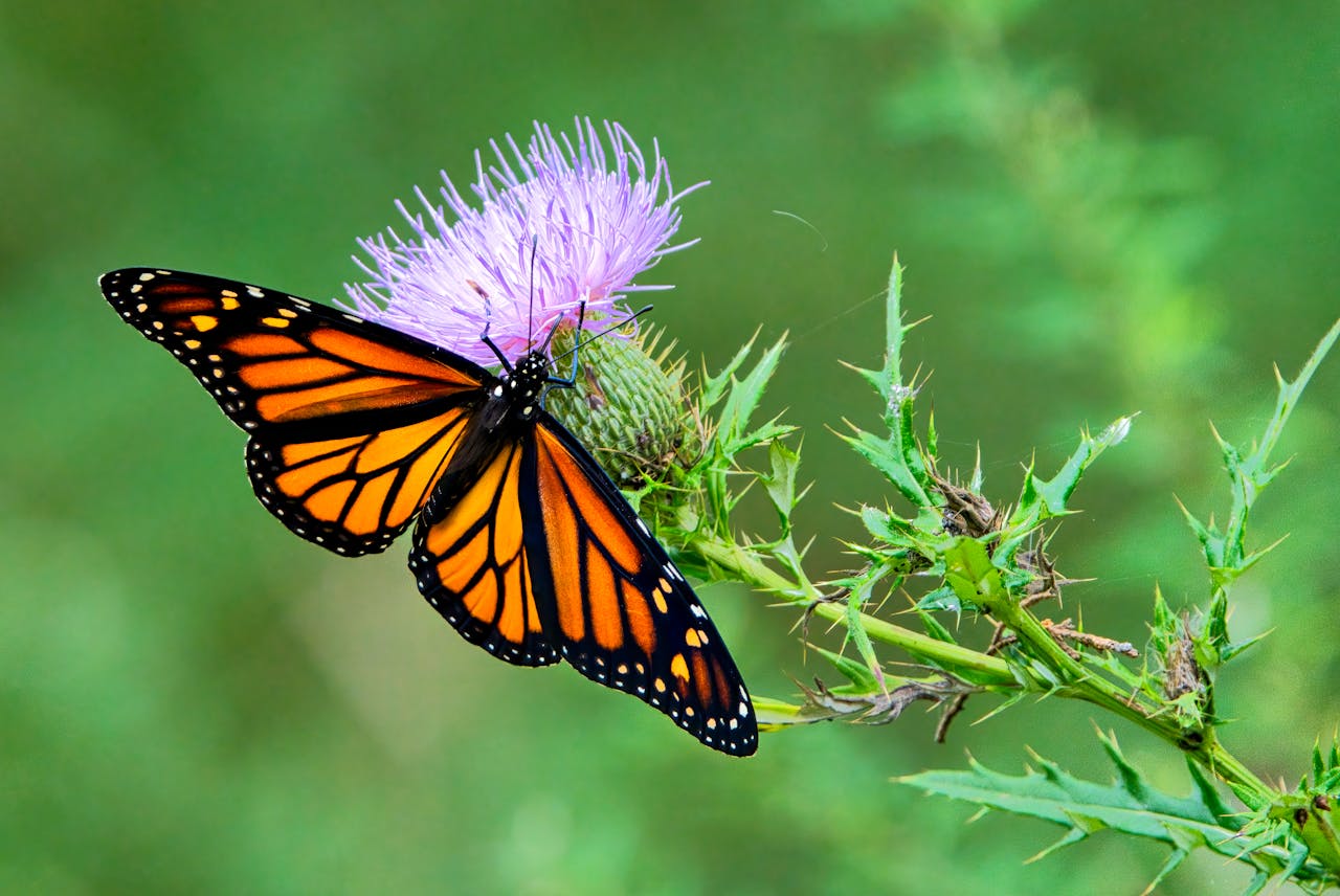 Monarch butterfly perched on a thistle flower against a vibrant green background.