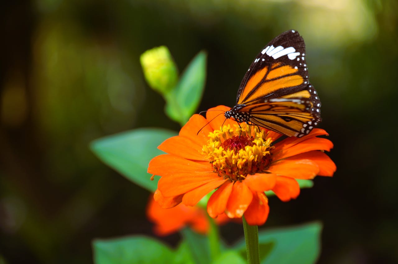 Close-up of monarch butterfly perched on a bright orange zinnia, showcasing vivid colors and nature's beauty.