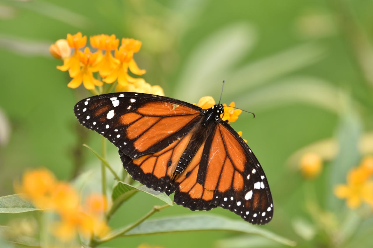 A vibrant monarch butterfly perched on yellow flowers in Callao, Peru.