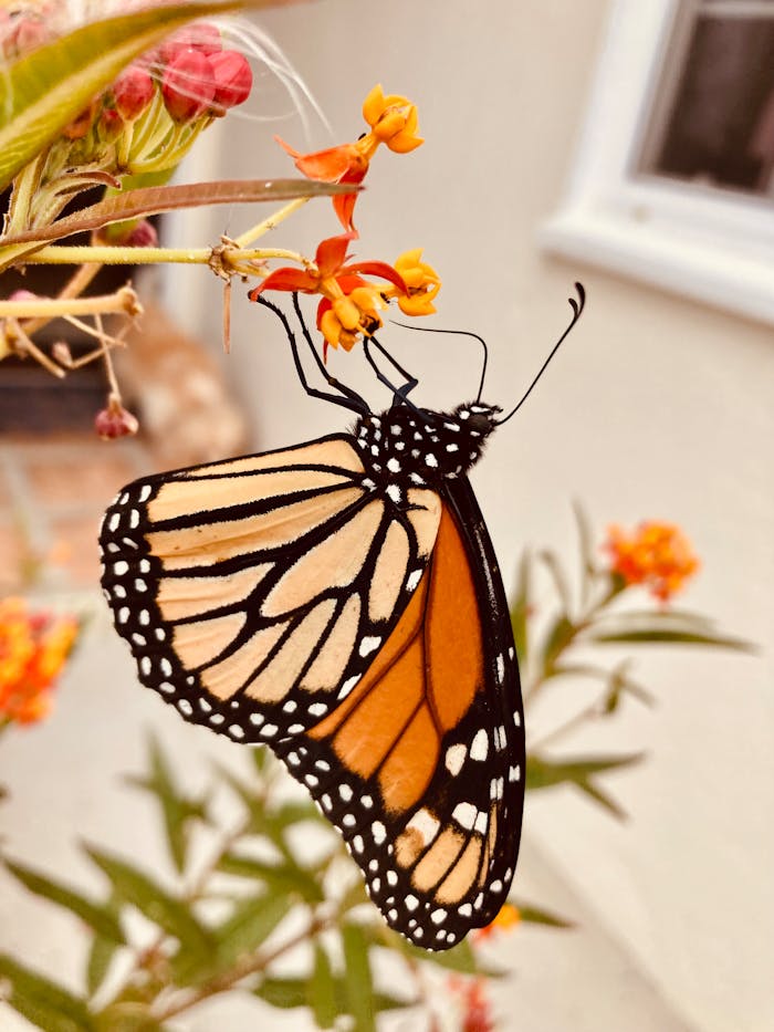 Close-up of a Monarch butterfly on vibrant milkweed flowers outdoors in San Clemente, CA.