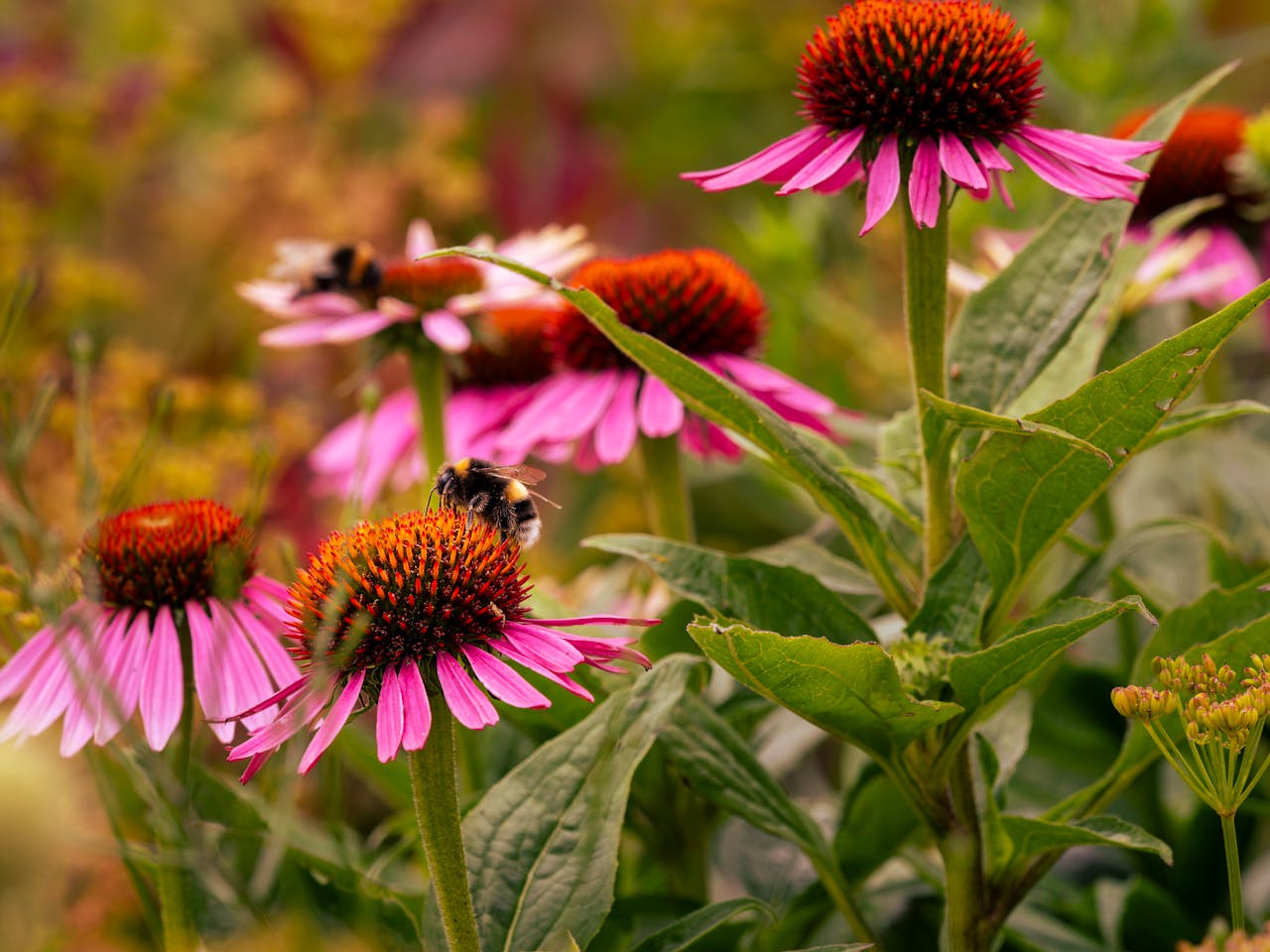 A bee visiting an Echinacea flower