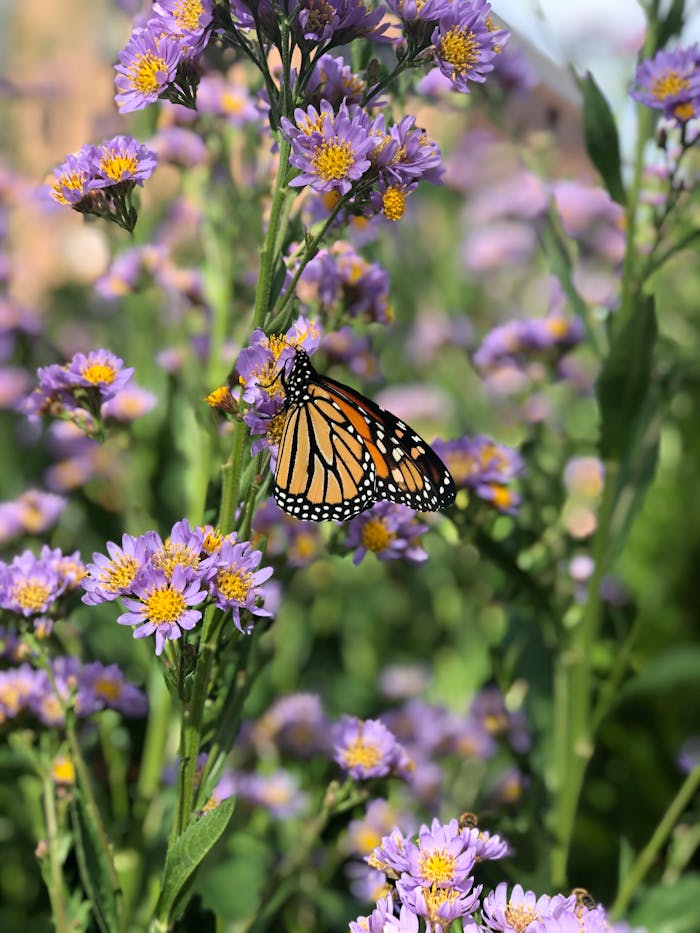 A Monarch butterfly perched on vibrant purple wildflowers in a garden, showcasing nature's beauty.