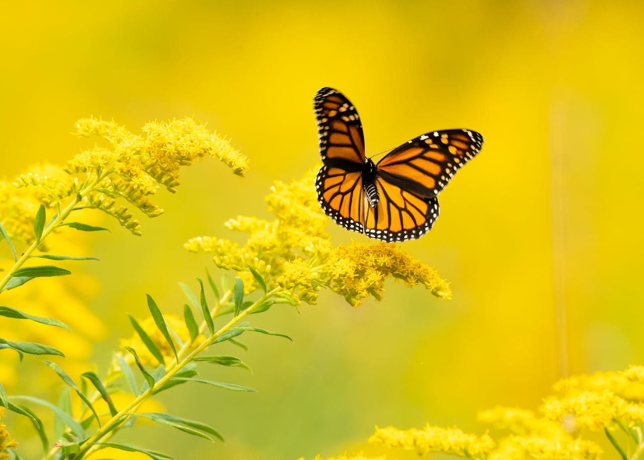 Close-up of a Monarch butterfly fluttering near vibrant yellow goldenrod flowers.