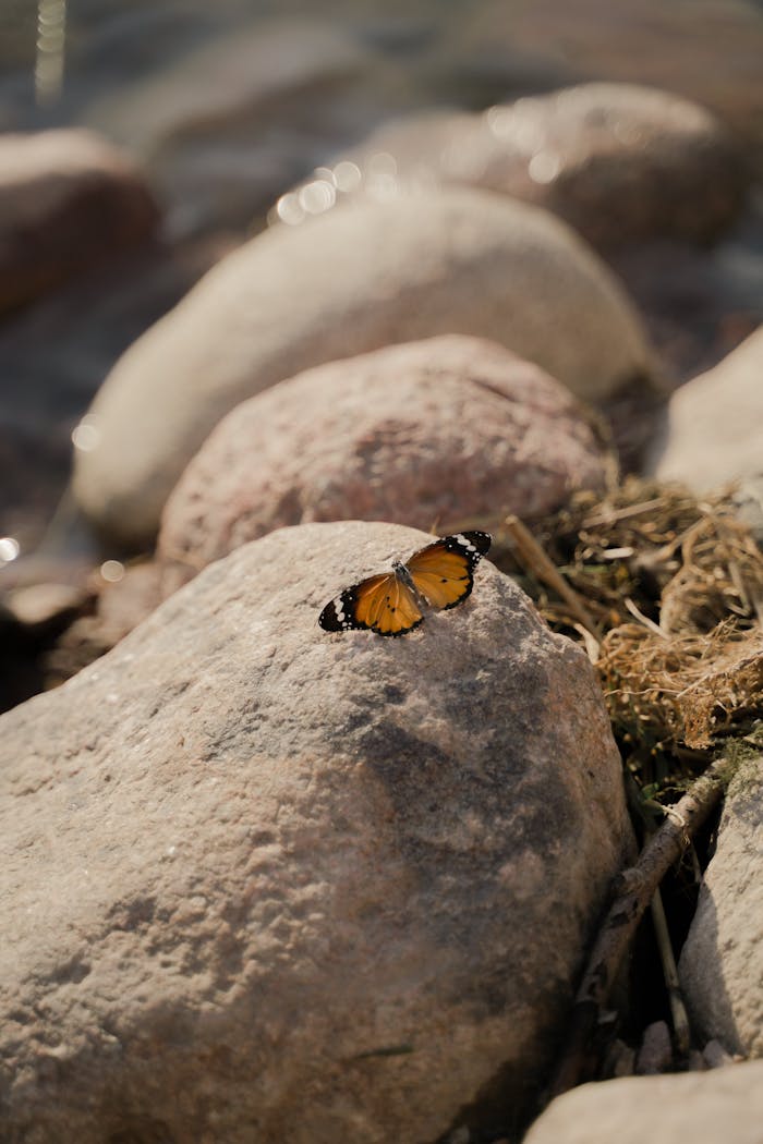 Monarch butterfly perched on sunlit rocks by the river, showcasing vibrant colors.