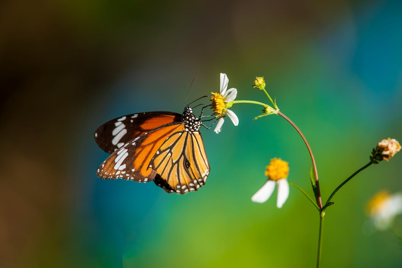 A vibrant monarch butterfly delicately perched on a white wildflower, capturing the essence of pollination.