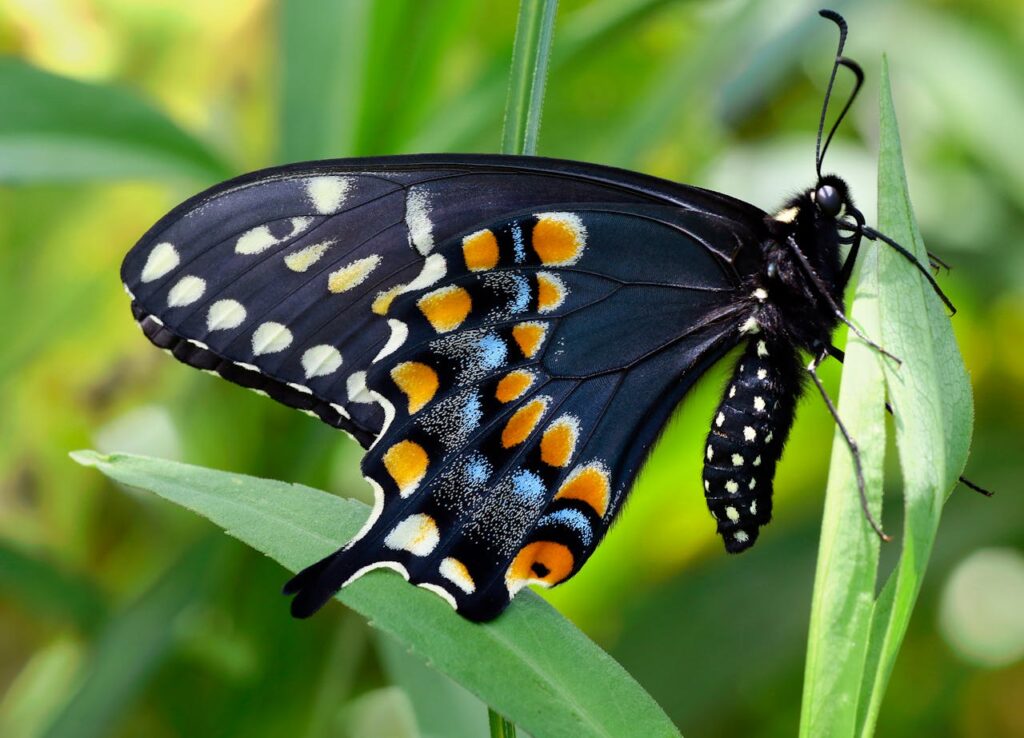 Vibrant swallowtail butterfly perched on a leaf in bright daylight.
